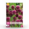 Blumenzwiebeln - Allium 'Sphaerocephalon' - Violett - 100 Pflanzen - Zwiebelgröße 5/6