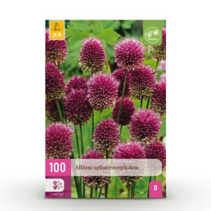 31fcb9891bee4b1992193d1a93927dacc78f189c92c44686bbe1a5604f801e18.jpg Blumenzwiebeln - Allium 'Sphaerocephalon' - Violett - 100 Pflanzen - Zwiebelgröße 5/6