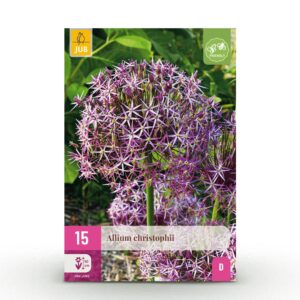 897fa8400f014e028db3126a33915e64d0b053da3e9d40bf9434623b9113a39a.jpg Blumenzwiebeln - Allium 'Christophii' - Violett - 15 Stück - Zwiebelgröße 10/2
