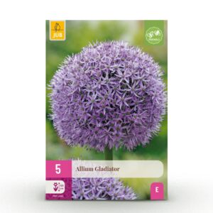 93edacdbe8e8442d941cea08bc11baf27cbc9042d53e43eea4e0f451a878c388.jpg Blumenzwiebeln - Allium 'Gladiator' - Violett - 5 Stück - Zwiebelgröße 16/18