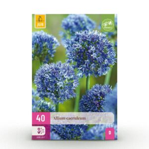 a8ff4cf608034a82a6a0209c6a0629699022e72077c845fb86ae87e5a5f6d18e.jpg Blumenzwiebeln - Allium 'Caeruleum' - Blau - 40 Pflanzen - Zwiebelgröße 4/5