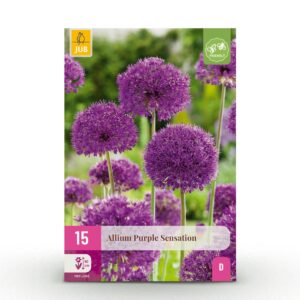3c1445d5c46e4783863fa60fe0f16ea470aafa4d0e2a4c679fd1c6b08e8048a9.jpg Blumenzwiebeln - Allium 'Purple Sensation' - Violett - 15 Stück - Zwiebelgröße 10/12
