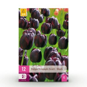 4385ccd76b0b46ca8998d67e71cd1db10cc2259f82e24f5a8d4c1fa660ef11db.jpg Blumenzwiebeln - Tulpe 'Triumph Black' - Dunkelviolett - 12 Stück - Zwiebelgröße 11/12