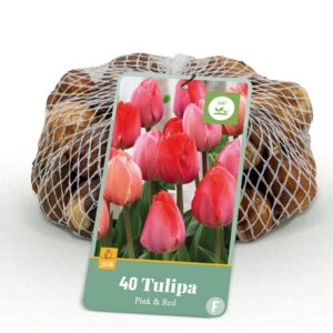 d172b3273df54221a26c970987bd6f177434824d91a443deb115f8410b5a1d99.jpg Blumenzwiebeln - Tulpe 'Rosa und Rot' - Rosa und Rot - 40 Pflanzen - Zwiebelgröße 10/12