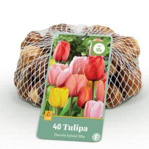 18200e05d5c34f6a9c1f1bd2089c7f8fac66b5c6c7fb4481b12bd2f831673668.jpg Blumenzwiebeln - Tulpe 'Darwin Hybrid Mix' - Verschiedene Farben - 40 Stück - Zwiebelgröße 10/12