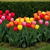 Blumenzwiebeln - Tulpe 'Darwin Hybrid Mix' - Verschiedene Farben - 40 Stück - Zwiebelgröße 10/12