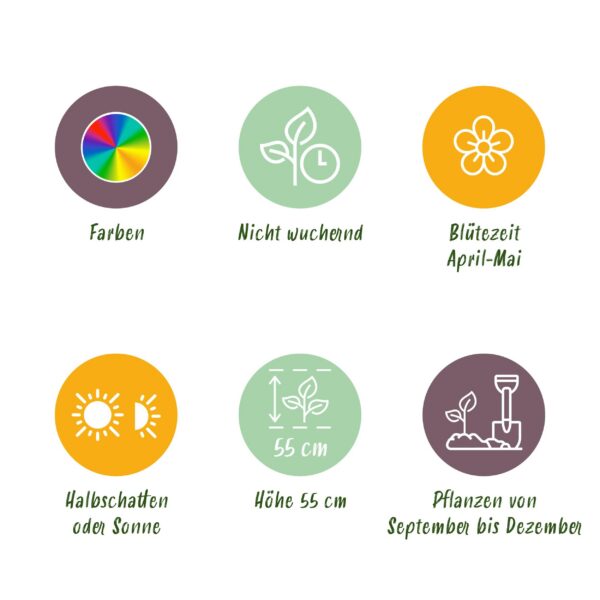 Blumenzwiebeln - Tulpe 'Darwin Hybrid Mix' - Verschiedene Farben - 40 Stück - Zwiebelgröße 10/12