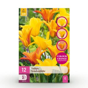 335a183d19004c6b9c124a95f877bee8f493f9ceb7a44f82865ea0601c5fc898.jpg Blumenzwiebeln - Tulpe 'Vendeeglobe' - Gelb - 12 Stück - Zwiebelgröße 11/12