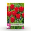 fe5b0ef31fca417e993c85e61d576db25c7ac1096cf14103ba8d5676123a5ead.jpg Blumenzwiebeln - Tulpe 'Triumph Red' - Rot - 15 Stück - Zwiebelgröße 11/12