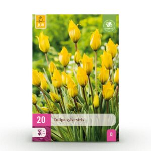 f3b4a51a7ef24dbba0f356779f63c421cf9eb605ad7244ef81d6b213f59e9ead.jpg Blumenzwiebeln - Tulpe 'Sylvestris' - Gelb - 20 Pflanzen - Zwiebelgröße 5/6