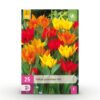 Blumenzwiebeln - Tulpe 'Praestans mix' - Verschiedene Farben - 25 Stück - Zwiebelgröße 8/9