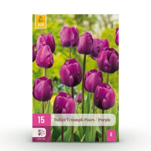 a5465acb454e4fd6aea33b46f80301404434b9a99e794c739116c112916a671f.jpg Blumenzwiebeln - Tulpe 'Triumph Purple' - Violett - 15 Stück - Zwiebelgröße 11/12