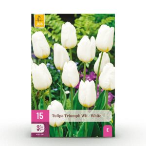 c62c9b3daf4b41b6821d2366fb247c9c868b45229fb64475be12d3b0e7abdbaf.jpg Blumenzwiebeln - Tulpe 'Triumph White' - Weiß - 15 Stück - Zwiebelgröße 11/12