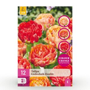 2f3226eb4b0b4d8d935dbea5042e3bd5c7573513c61943088a29670a70d0b456.jpg Blumenzwiebeln - Tulpe 'Gudoshnik Double' - Gefüllte Blüte - 12 Stück - Zwiebelgröße 11/12