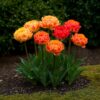 Blumenzwiebeln - Tulpe 'Gudoshnik Double' - Gefüllte Blüte - 12 Stück - Zwiebelgröße 11/12