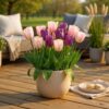 bdaaf5a90b944ce58fc2fc51d16dab3b5b96075ea6854b74a71731fc639f5b25.jpg Blumenzwiebeln - Tulpe 'Macron mix' - Verschiedene Farben - 12 Stück - Zwiebelgröße 11/12