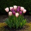 Blumenzwiebeln - Tulpe 'Macron mix' - Verschiedene Farben - 12 Stück - Zwiebelgröße 11/12