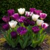 23ea4f90c6914752a44846bd92b868710eabd5d6d8db4d959ead889264c2d7bd.jpg Blumenzwiebeln - Tulpe 'Blueberry mix' - Verschiedene Farben - 12 Stück - Zwiebelgröße 11/12