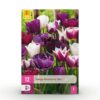 3960cb9af9a04428917c6173281cfdb98d04cd5b1dd849bbb6ec4e43f501a81f.jpg Blumenzwiebeln - Tulpe 'Blueberry mix' - Verschiedene Farben - 12 Stück - Zwiebelgröße 11/12