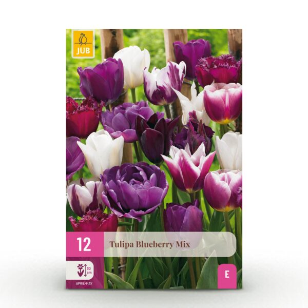3960cb9af9a04428917c6173281cfdb98d04cd5b1dd849bbb6ec4e43f501a81f.jpg Blumenzwiebeln - Tulpe 'Blueberry mix' - Verschiedene Farben - 12 Stück - Zwiebelgröße 11/12