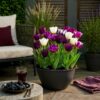 9c0d0144c11548a0acc23b02aff4c9102f9aeafb70ae457192cfd4eb29c6495d.jpg Blumenzwiebeln - Tulpe 'Blueberry mix' - Verschiedene Farben - 12 Stück - Zwiebelgröße 11/12