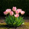 Blumenzwiebeln - Tulpe 'Double Pink' - Rosa - 12 Stück - Zwiebelgröße 11/12
