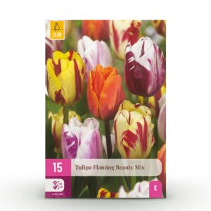 24588ac5b05b4e0a92a023f040e328d8a29a696e3b6441e28c1b98dd70adc81d.jpg Blumenzwiebeln - Tulpe 'Flaming Beauty mix' - Verschiedene Farben - 15 Stück - Zwiebelgröße 11/12
