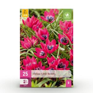 7d85102584e54cf88fb0436dbe76025e8639f7b9c1c645078deaf2e044214785.jpg Blumenzwiebeln - Tulpe 'Little Beauty' - Dark Pink - 25 Stück - Zwiebelgröße 6/7