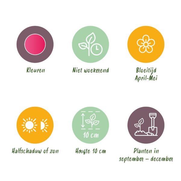 Blumenzwiebeln - Tulpe 'Little Beauty' - Dark Pink - 25 Stück - Zwiebelgröße 6/7