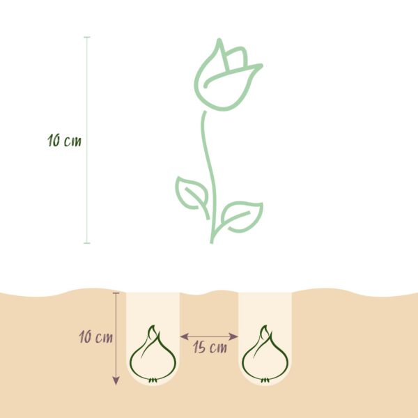 Blumenzwiebeln - Tulpe 'Little Beauty' - Dark Pink - 25 Stück - Zwiebelgröße 6/7