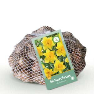 c3f37d0a83bf404891b2e9b0e27cfc3750801f9f3fe0413fb1c822f04ea959a8.jpg Blumenzwiebeln - Narcissus 'Yellow' - Gelb - 40 Pflanzen - Zwiebelgröße 10/12
