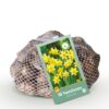 Blumenzwiebeln - Narcissus 'Tete-A-Tete' - Gelb - 50 Pflanzen - Zwiebelgröße 10/12