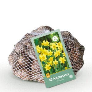 9e88b7aca13a428aa7c2574c6befeb5a8f8749d046a74c7891cc12aa37c9635f.jpg Blumenzwiebeln - Narcissus 'Tete-A-Tete' - Gelb - 50 Pflanzen - Zwiebelgröße 10/12