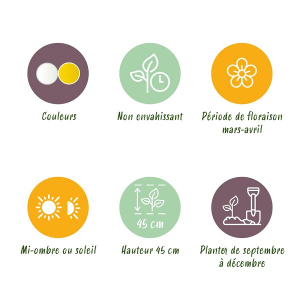 Blumenzwiebeln - Narzisse 'Double mix' - Gelb und Weiß - 10 Stück - Zwiebelgröße 12/14