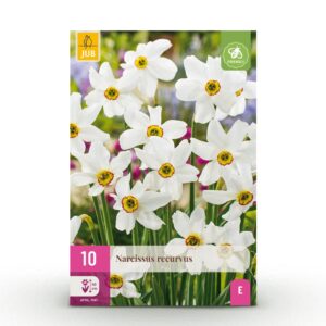 2076639d10084b7e8b81f207f3b9626c72f6ec54d9524d84b95efa0dbee50524.jpg Blumenzwiebeln - Narcissus 'Recurvus' - Weiß - 10 Stück - Zwiebelgröße 12/14