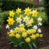 Blumenzwiebeln - Narcissus 'Botanical mix' - Gelb und Weiß - 20 Pflanzen - Zwiebelgröße 10/12