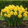 Blumenzwiebeln - Narcissus 'Carlton' - Gelb - 15 Stück - Zwiebelgröße 12/14