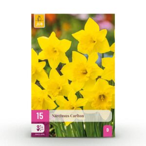 bc88fadc8062449a93c773572f445e5027eb9f62183c46ec9e029aa7116c7b5b.jpg Blumenzwiebeln - Narcissus 'Carlton' - Gelb - 15 Stück - Zwiebelgröße 12/14