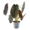 Alocasia Rotes Geheimnis