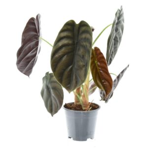 Alocasia Rotes Geheimnis
