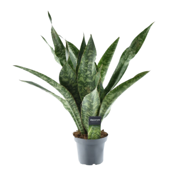 4f6c9c6009444c3191101ea4c509278fb64b87f1fc1d4f2dbb4ad9ae0452a5af.png Sansevieria Aubrytniana Drache