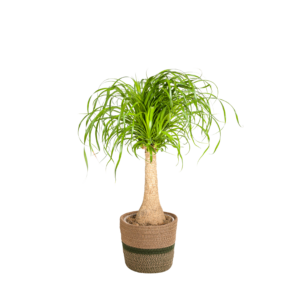 Beaucarnea Recurvata auf Stiel mit Korb
