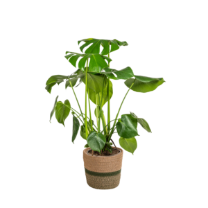 Monstera Deliciosa Tauerii mit Korb