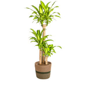 Dracaena Fragrans Massangeana mit Korb