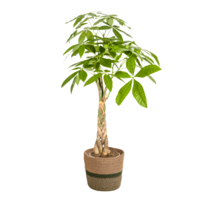 55890115f39143f98d25f986e4d18d4d4d0dc60810764177851021e913ec4e43.png Pachira Aquatica - Geldbaum - mit Korb
