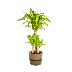 d5def7865c26409aae018359d784182d10bc749d49d74069affd5cd4281d14c2.png Dracaena Fragrans Massangeana mit Korb