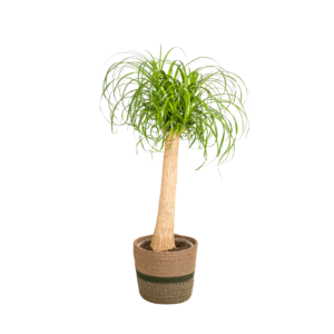 9fdcc6903999444f985b3b56634035eba941af8f1b80412fbf83f2df36447e87.png Beaucarnea Recurvata auf Stiel mit Korb