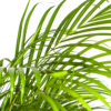 Dypsis Areca Lutescens mit Korb