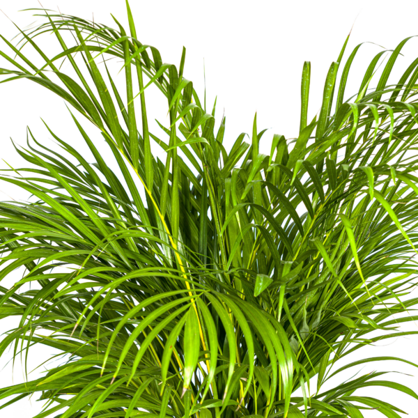 Dypsis Areca Lutescens mit Korb