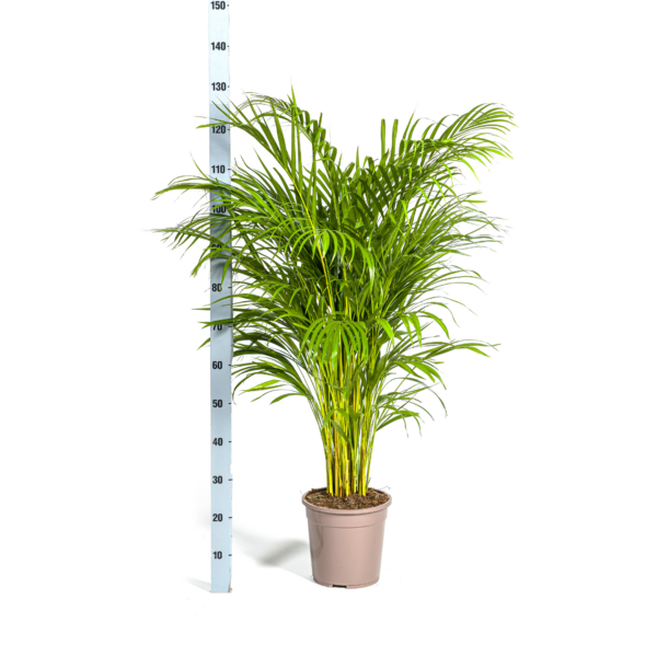 Dypsis Areca Lutescens mit Korb